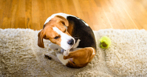 il cane si gratta