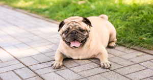 obesità del cane